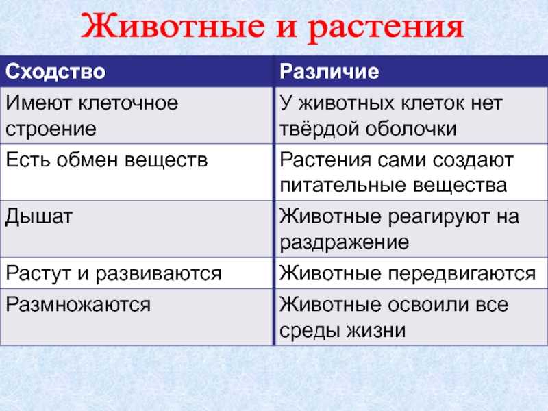 В чем сходство и различие между животными и растениями?