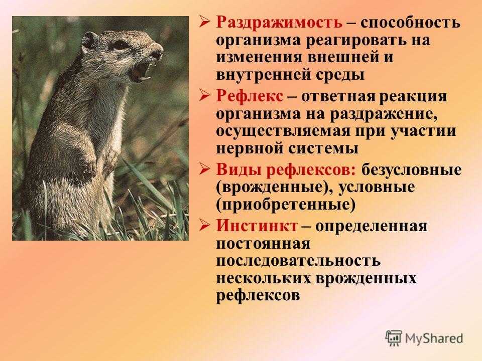 Что такое раздражимость в биологии 5 класс: определение, кратко и понятно