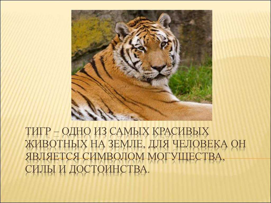 Сообщение об амурском тигре для 4 класса ? описание животного