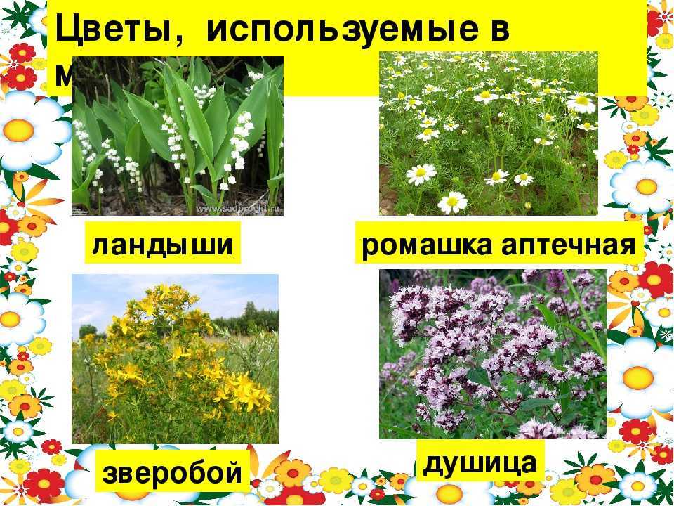 Сочинение про розу 5 класс