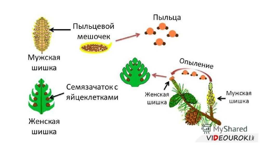 Как происходит опыление и оплодотворение у сосны обыкновенной кратко