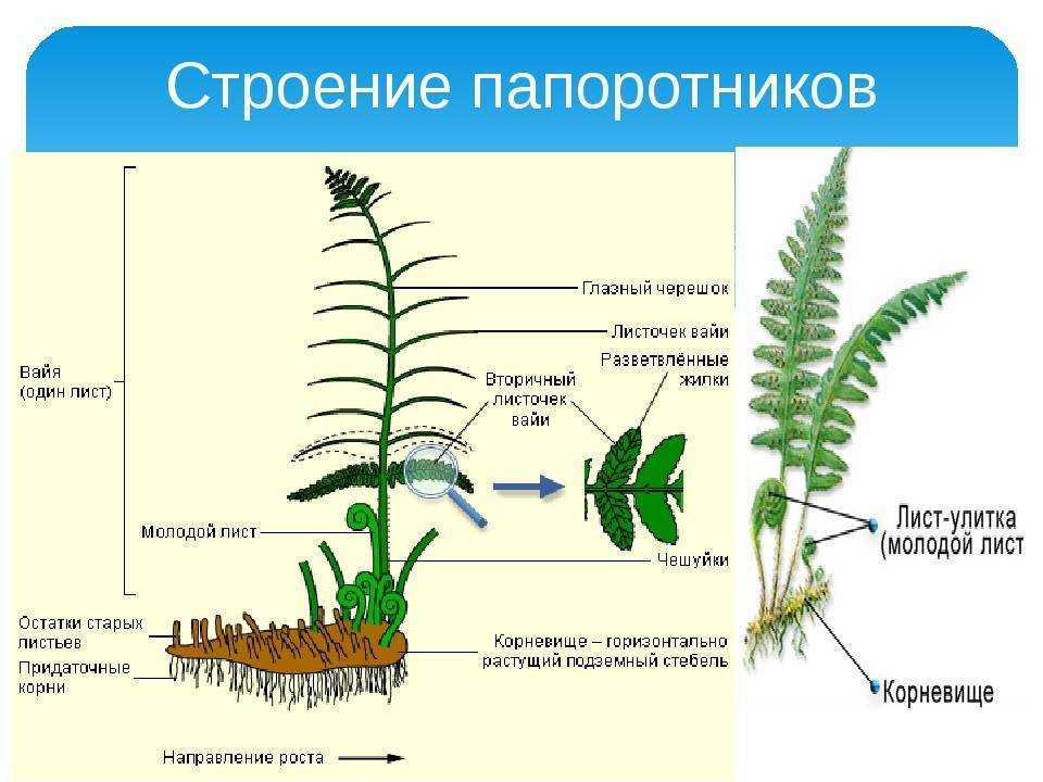 Папоротниковидные растения