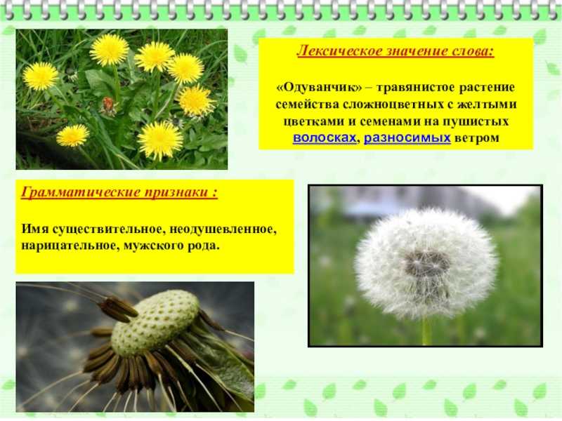 Происхождение выражения "божий одуванчик": история и популярные теории