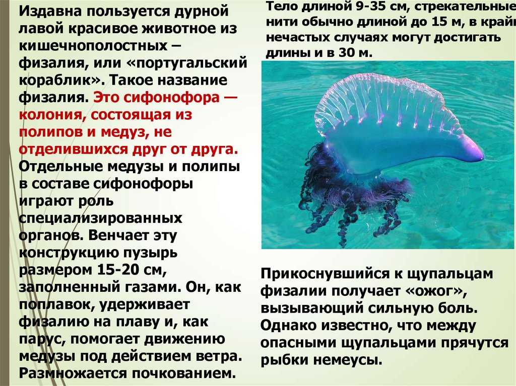 Интересные факты из жизни медуз