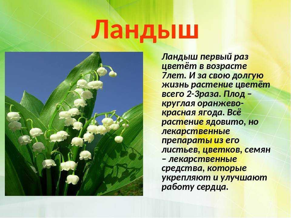 Ландыш майский