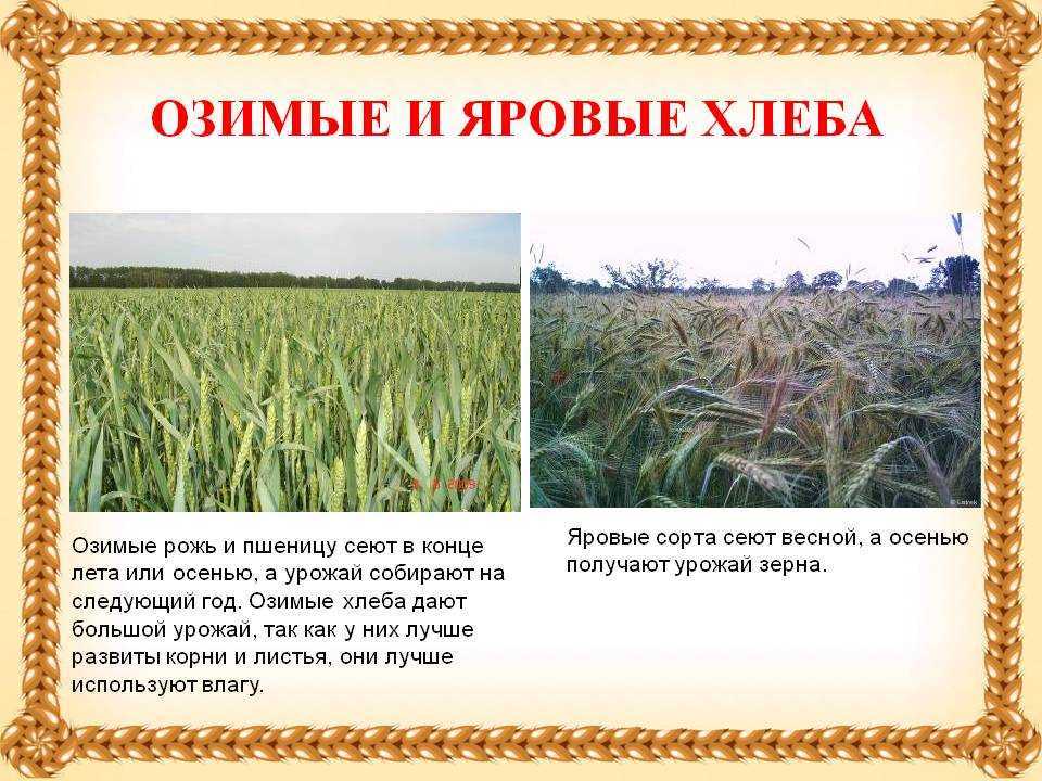 Различия между яровой и озимой пшеницей