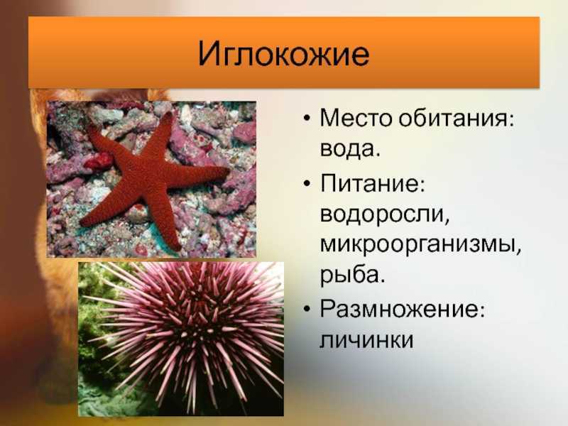 Голотурии и сепии –  описание в чем разница, сравнение, образ жизни кратко (3 класс, окружающий мир)