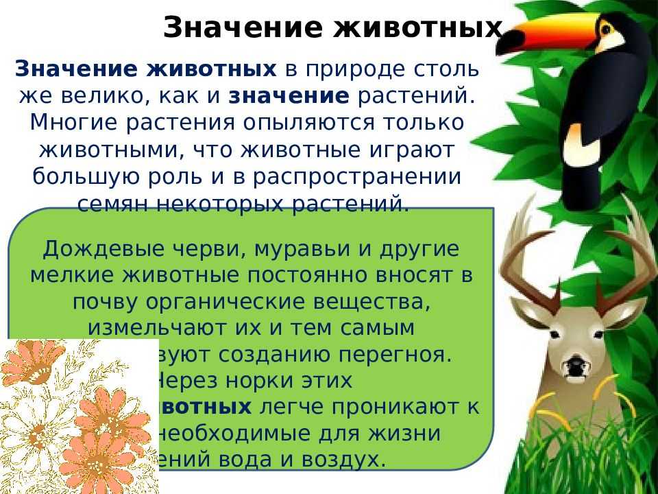 Антропогенные воздействия на животных