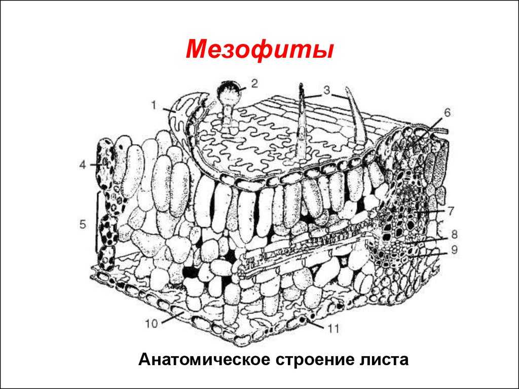 Глава 3. важнейшие абиотические факторы и адаптации к ним организмов