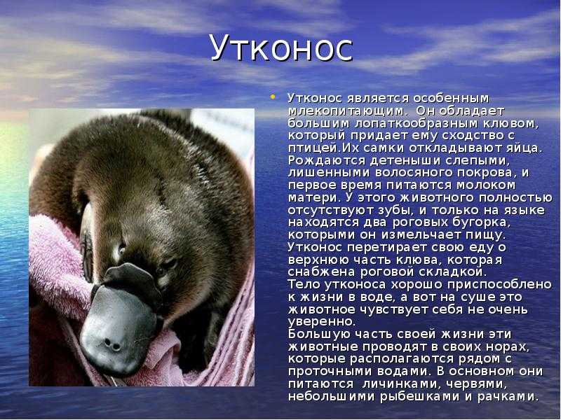Класс млекопитающие или звери
