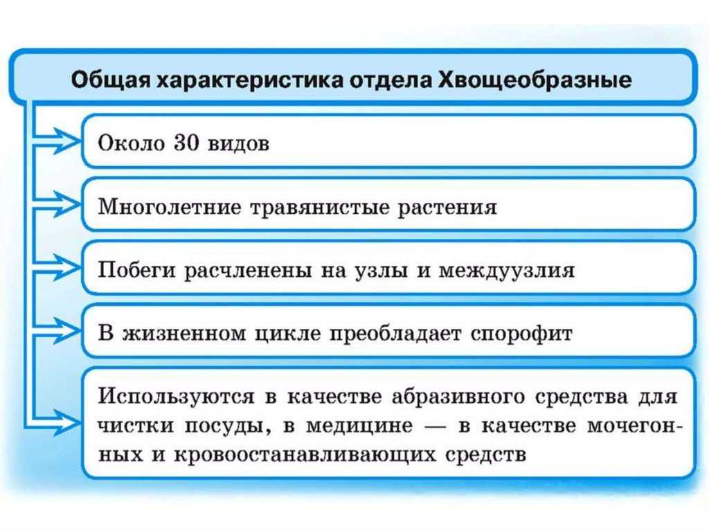 Папоротники, хвощи, плауны. строение, размножение и развитие