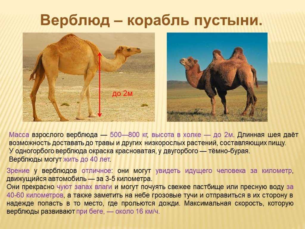 Какие особенности анатомии верблюда делают его идеально приспособленным к условиям пустынь и сухих степей?. новейшая книга фактов. том 1. астрономия и астрофизика. география и другие науки о земле. биология и медицина