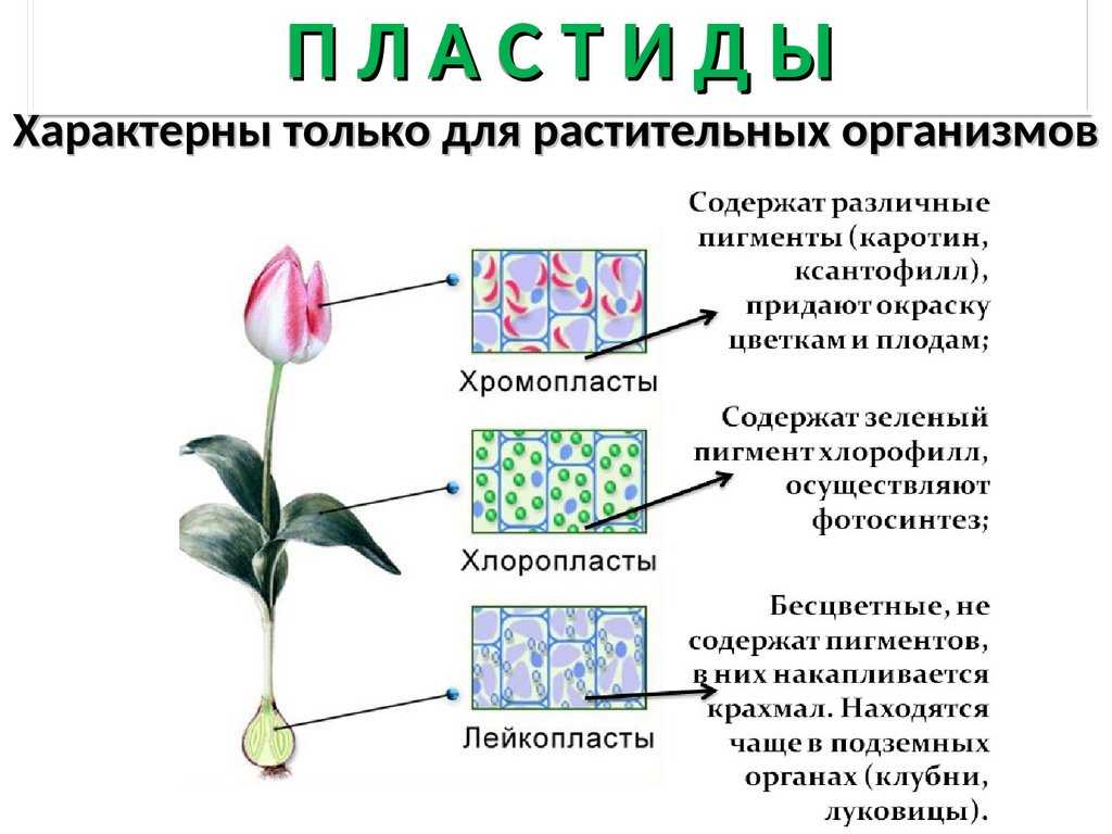 Пластиды — характеристика, строение, виды и функции