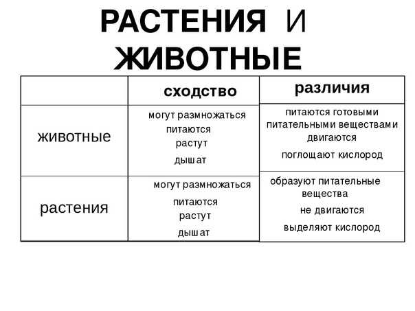 Сходство и различие животных и растений кратко