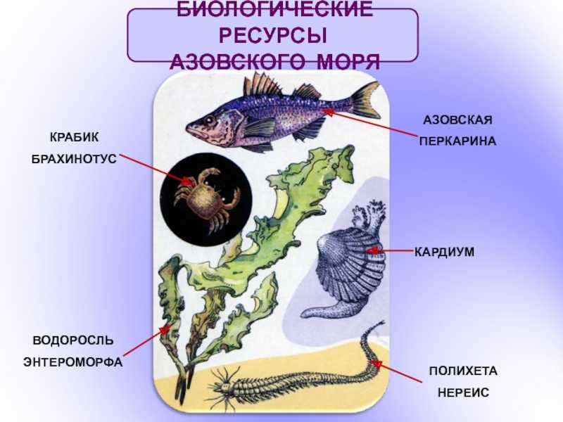 Белое море