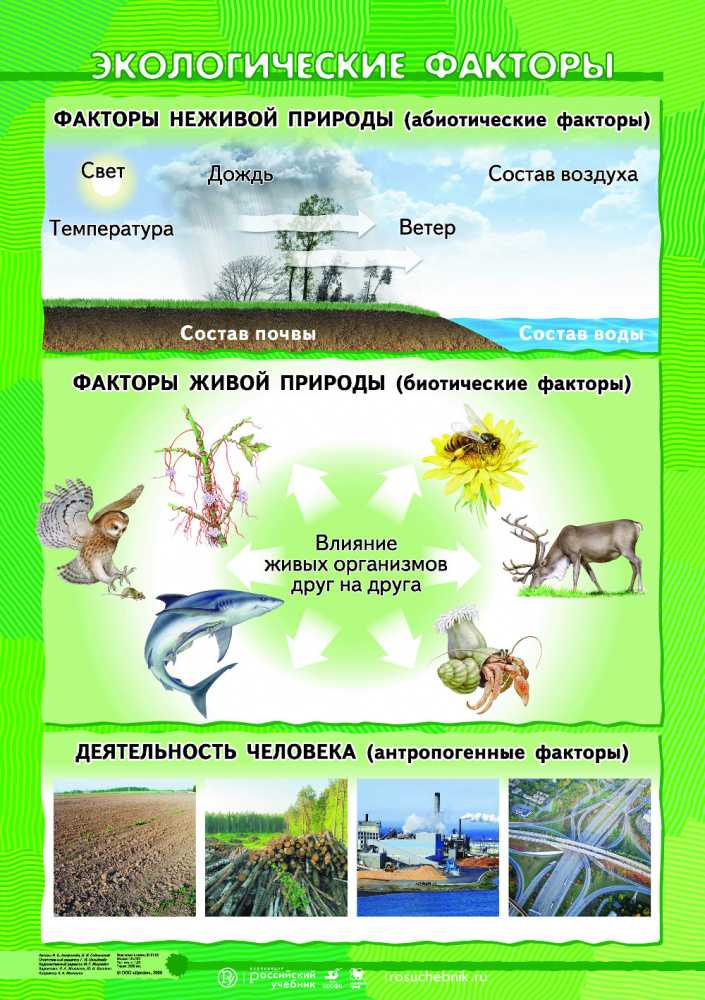 Неживые экологические факторы природы: понятие и классификация