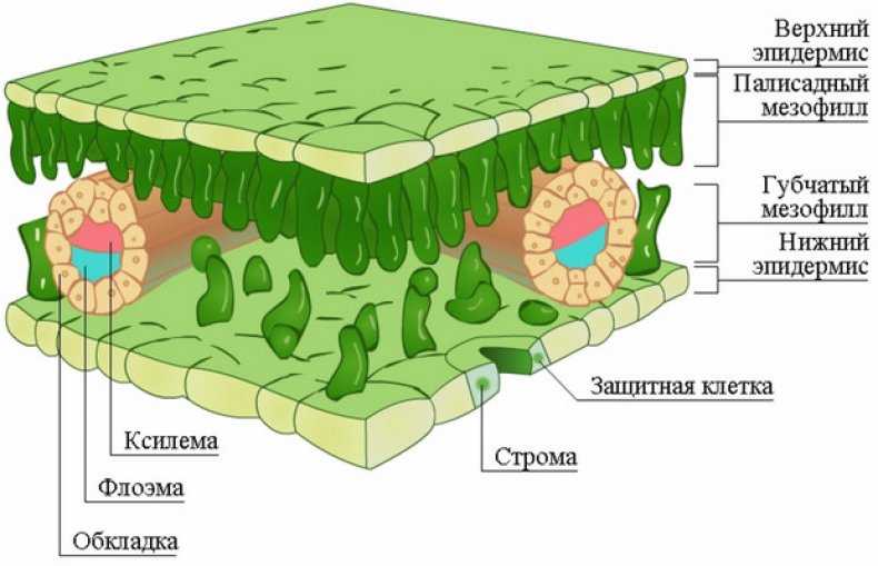 Биологический отдел центра педагогического мастерства