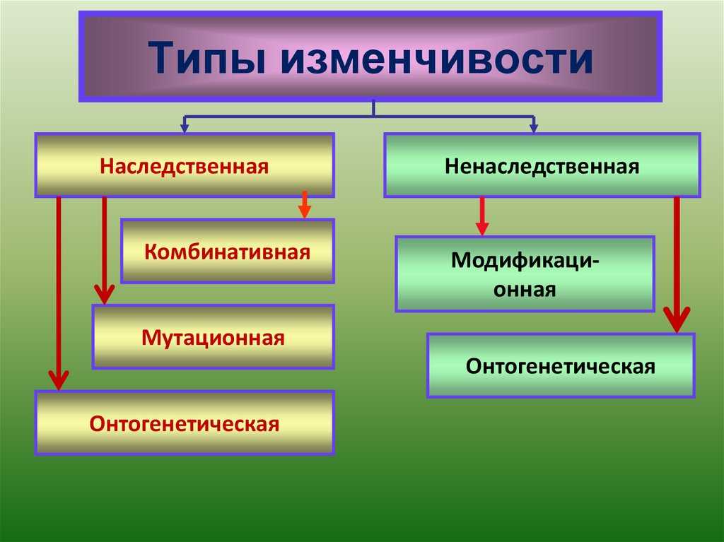 Предпосылки и движущие силы эволюции по ч.дарвину