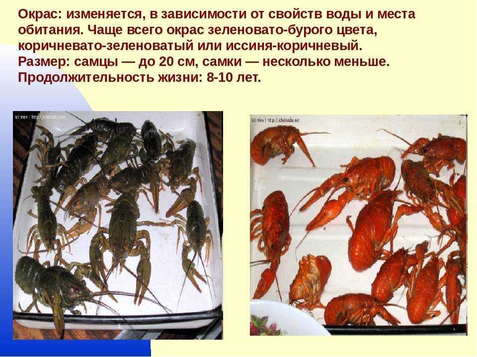 Сколько растет речной рак в домашних условиях. разведение раков в пруду на даче: рекомендации профессионалов. выращивание раков в домашних условиях