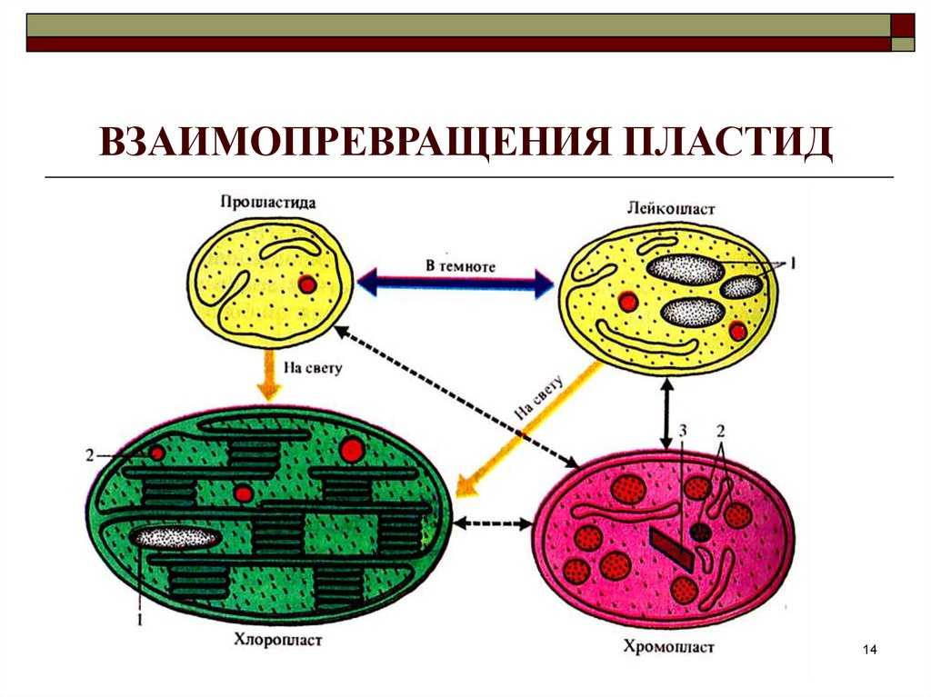 § 13-1. двумембранные органоиды: пластиды