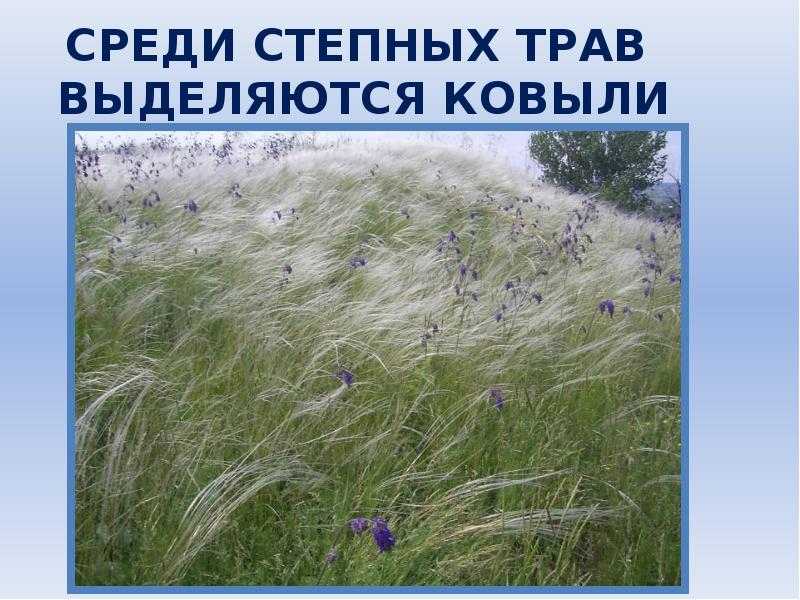 Степь - сообщение доклад (3, 4, 5 класс. окружающий мир. биология)