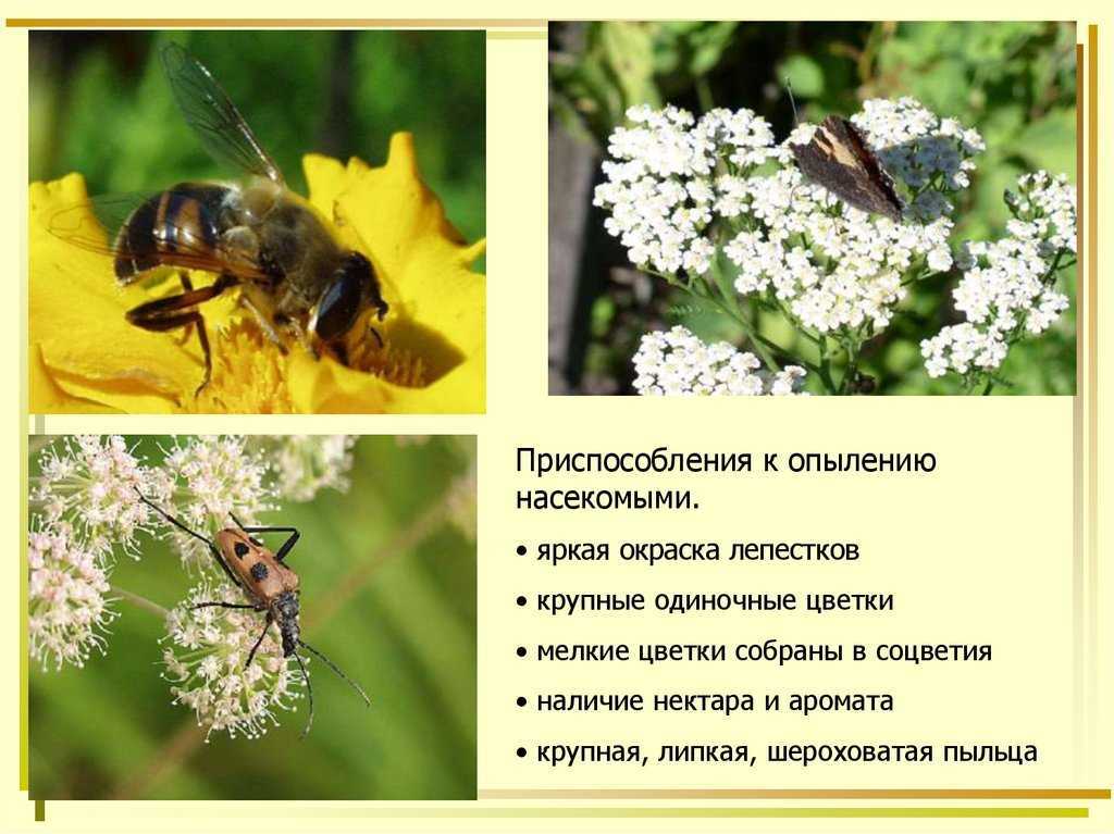 В каких отличиях между ветроопыляемыми и насекомоопыляемыми растениями?