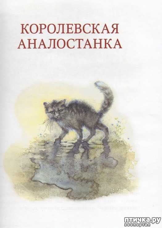 Ответы на вопрос королевская аналостанка - краткое содержание рассказа сетон-томпсона