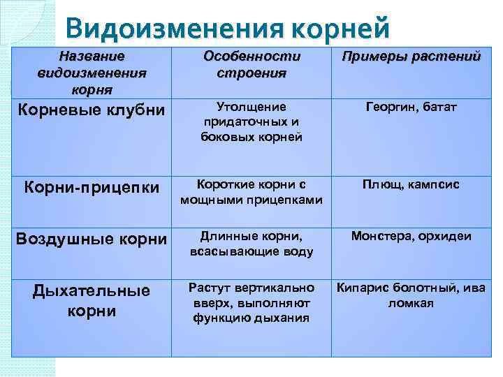 Рост корня, его видоизменения и значение в природе и для человека
