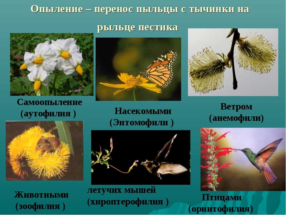 Примеры насекомоопыляемых растений - дневник садовода semenavdom.ru