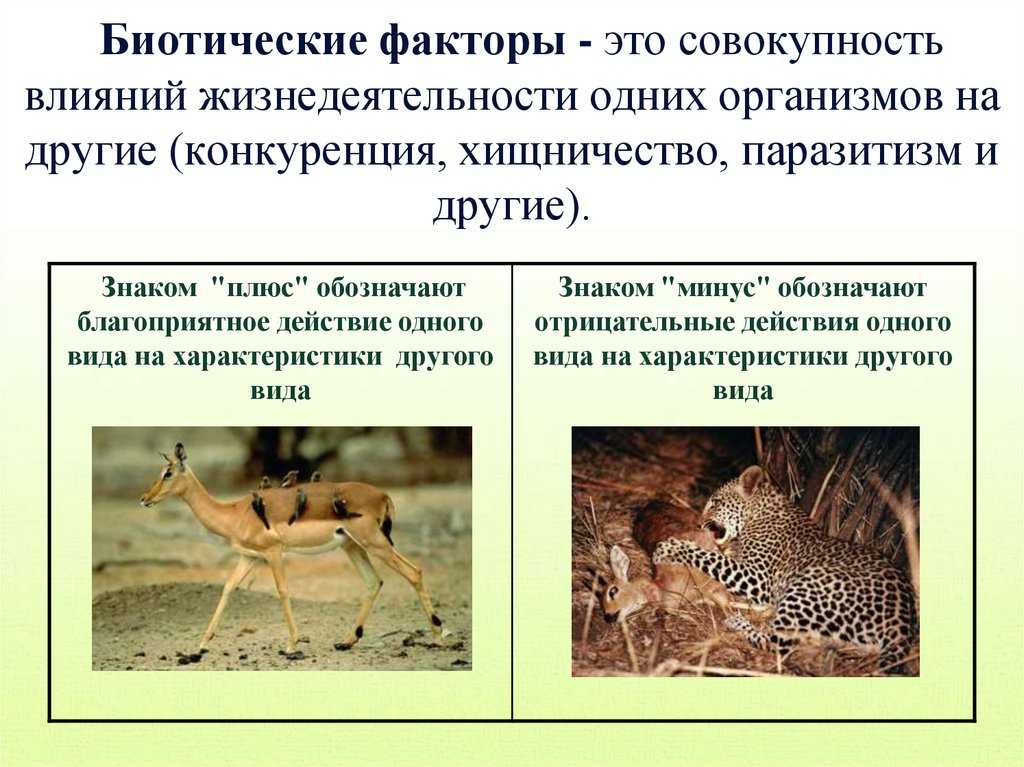 Волк