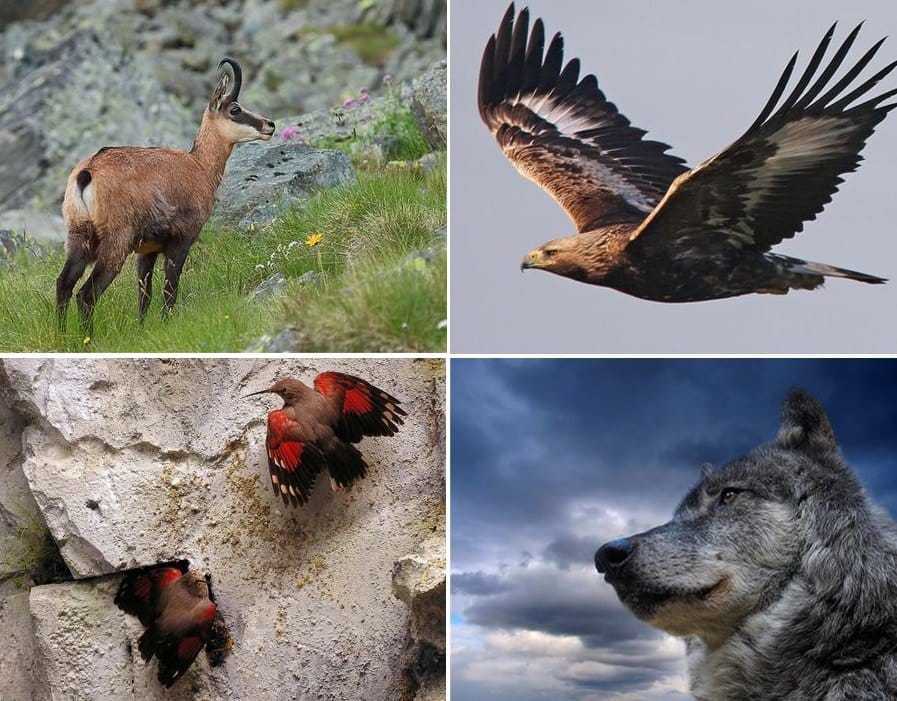 Фауна. республика дагестан