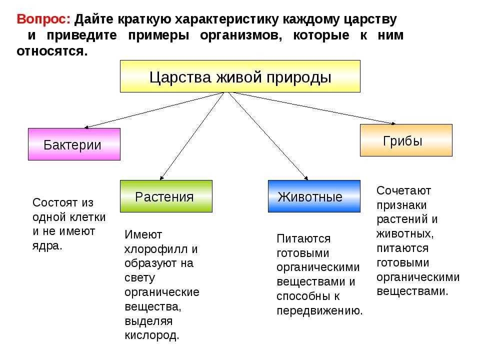 Общие предки: что объединяет животных и растения?