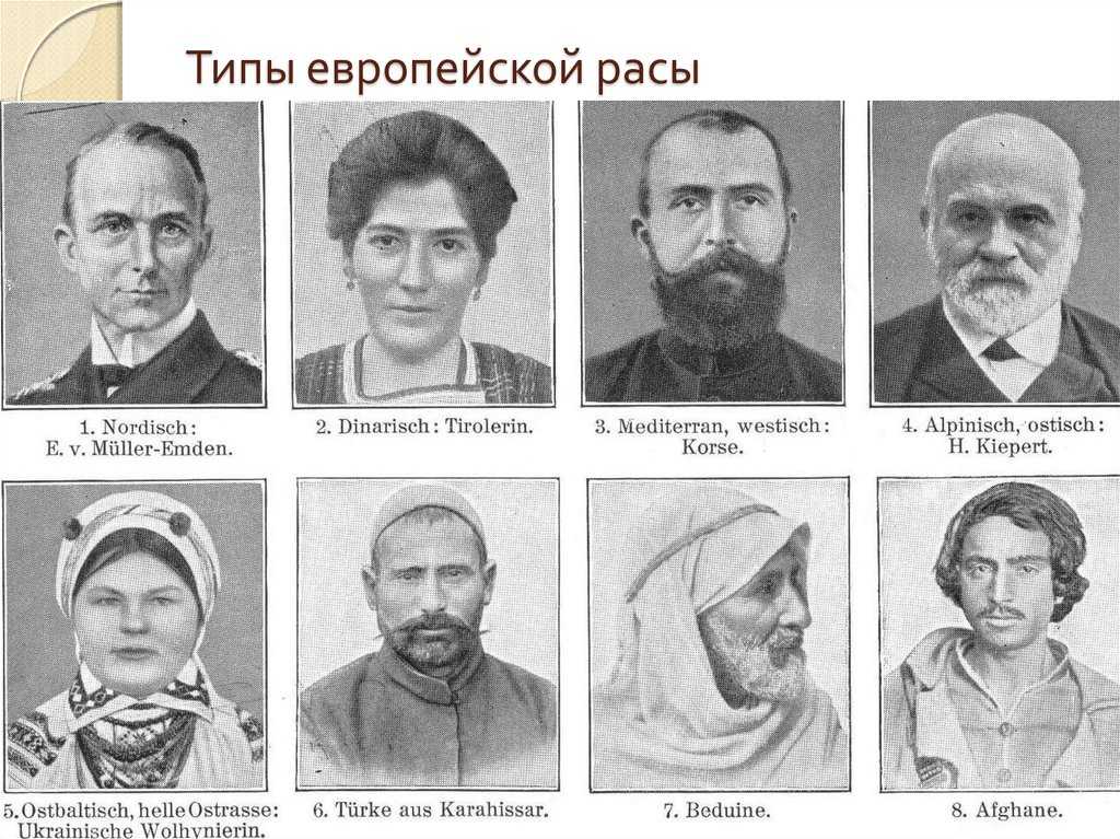 ✅ армянский нос. почему у армян большие носы? обобщенный антропологический портрет русского человека - radostvsem.ru