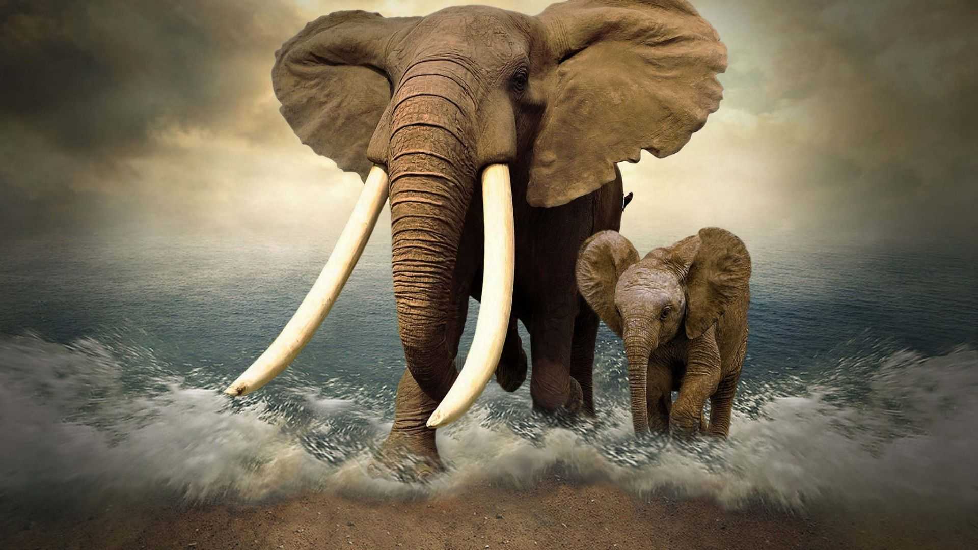 Elephant — слон. текст на английском языке с переводом и аудио