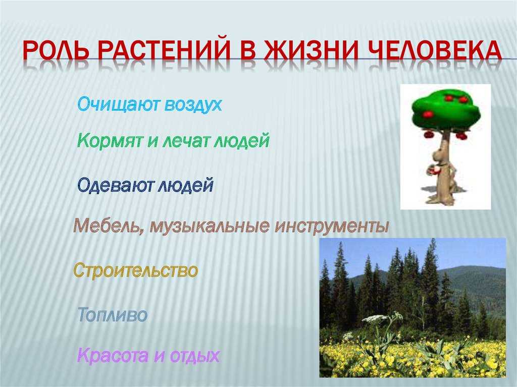 Какова роль растительного мира в биосфере и жизни человека?