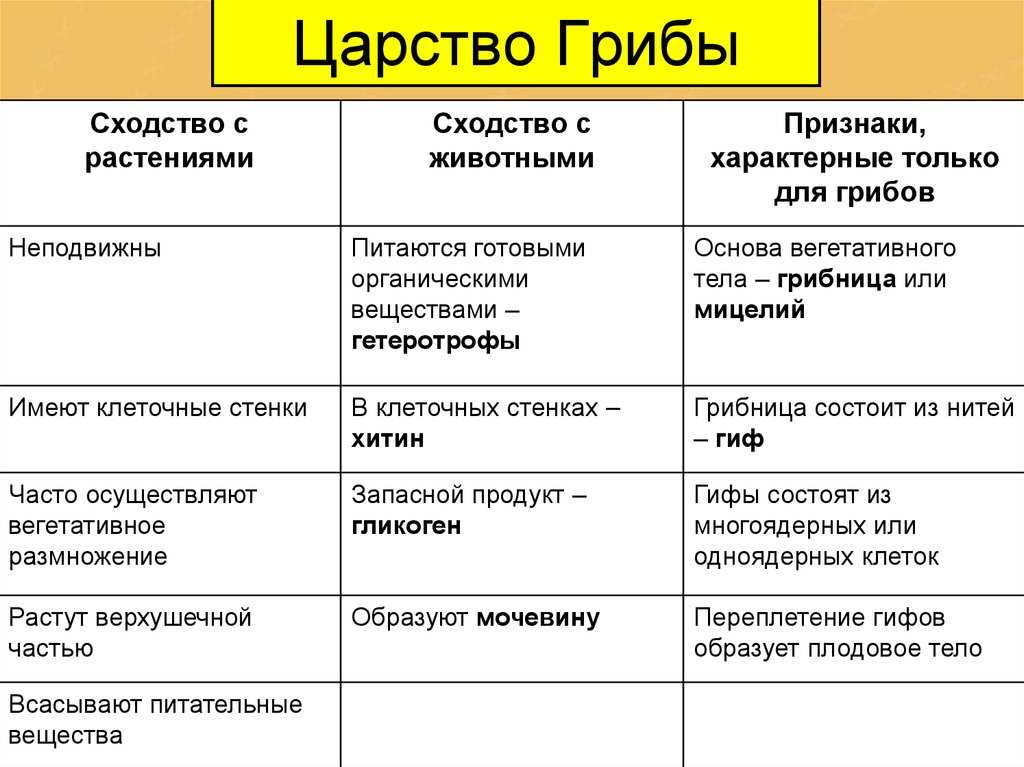 Истинные грибы (плесени и дрожжи)