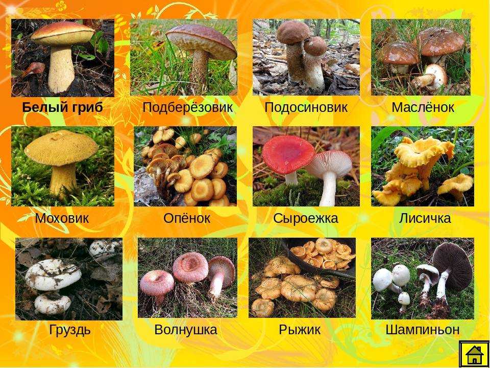 Царство флоры и фавны: многообразие грибов