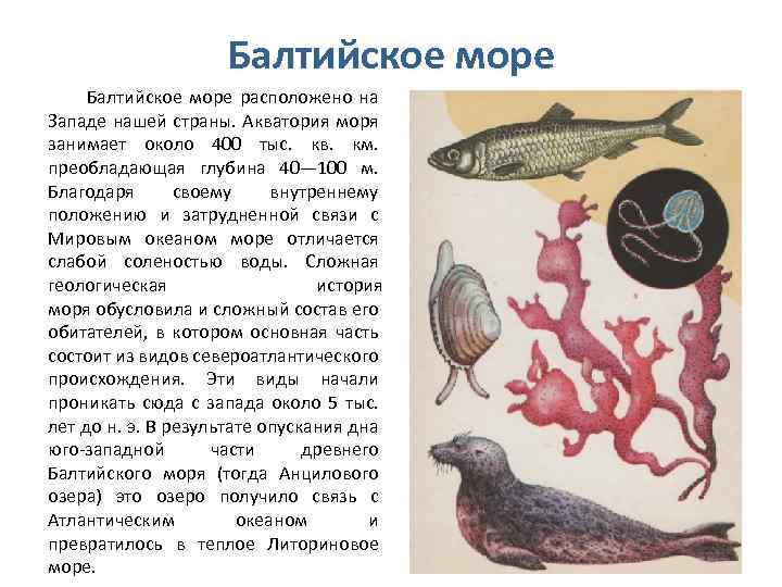 Обитатели балтийского моря: виды и описание, среда обитания, фото - новости, статьи и обзоры