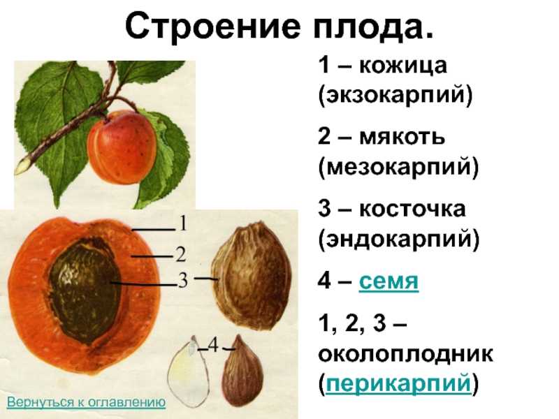 Строение семян. плоды