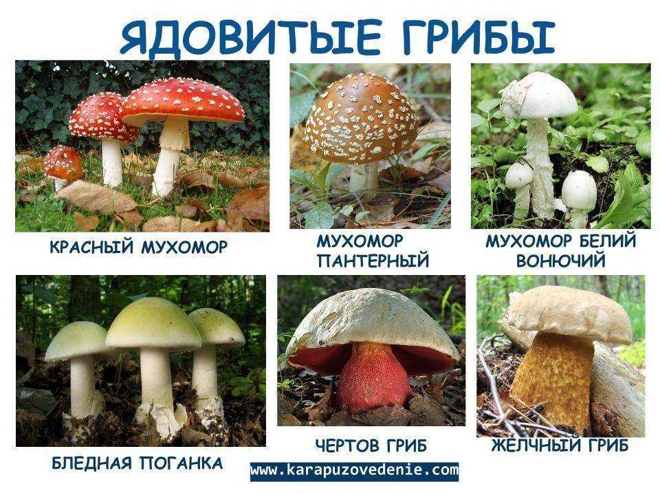 Рассказ про грибы, 1-2 класс. окружающий мир