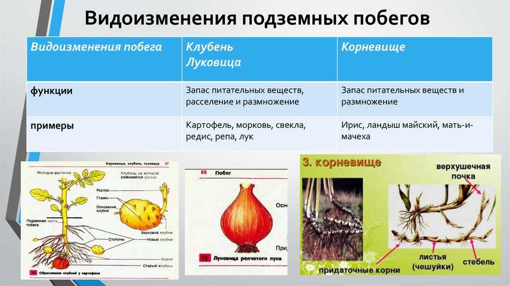 Какие есть видоизменения побегов. видоизменения побегов растений: типы, функции и примеры