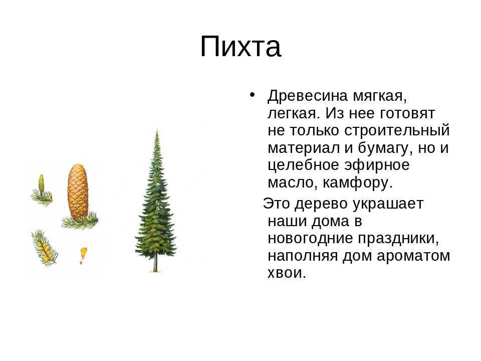 Пихта – описание, состав, свойства, применение в медицине