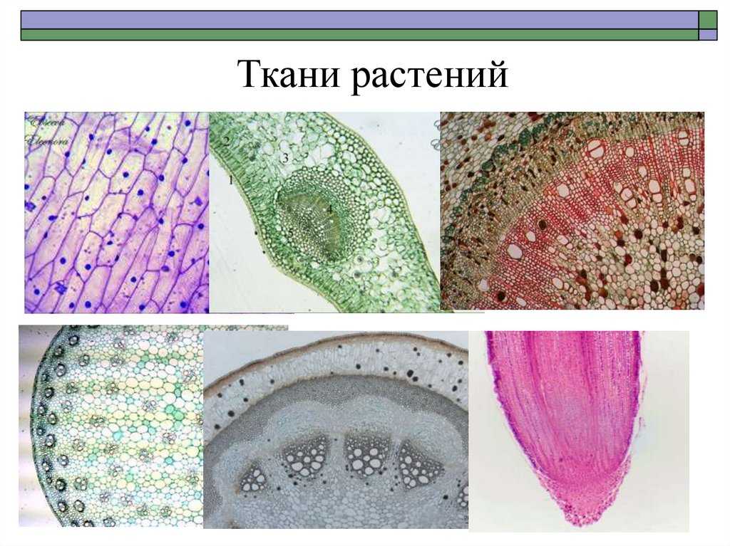 Клеточное строение листьев растений