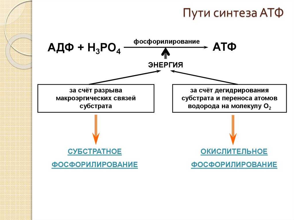 Атф (аденозинтрифосфат) строение, функции, гидролиз / биология | thpanorama - сделайте себя лучше уже сегодня!