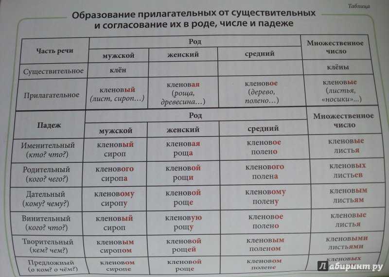 Что общего имеют и чем различаются склоняемые части речи кратко
