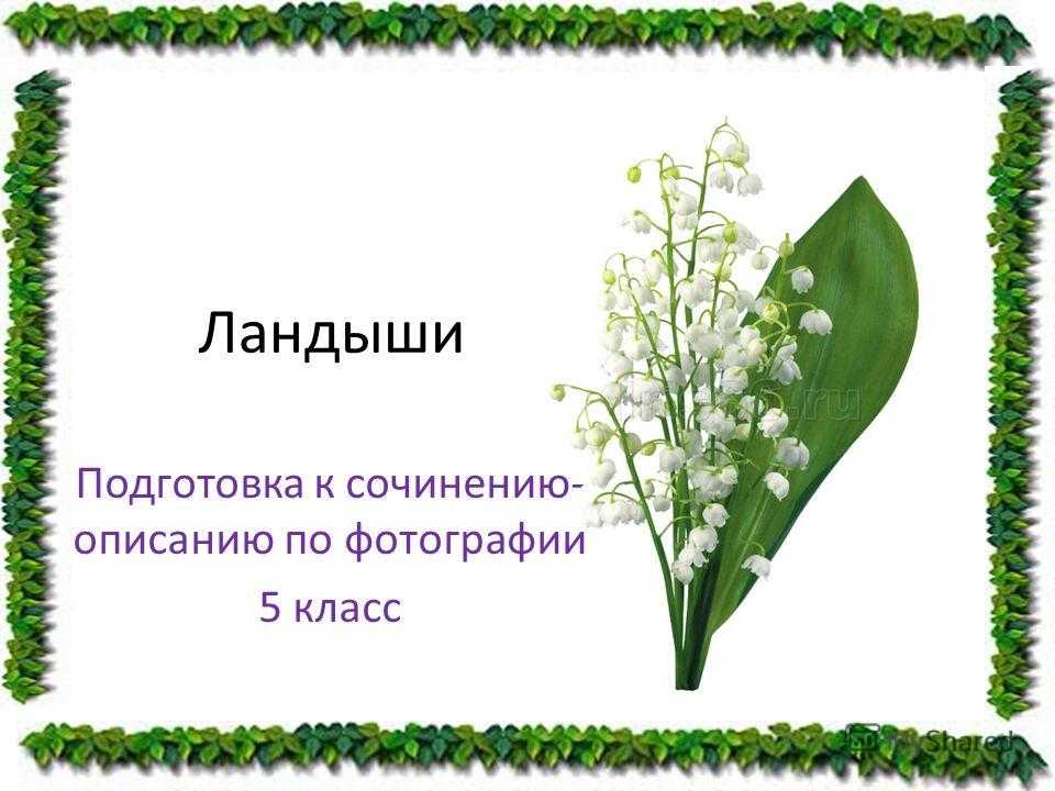 Сочинение мой любимый цветок 5 класс (роза, тюльпан, ландыш, ромашка)