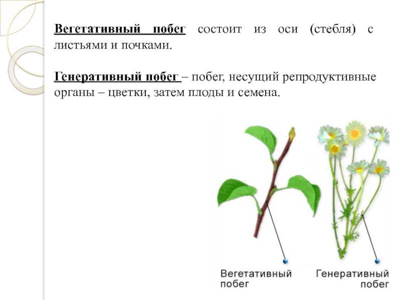 Вегетативные и генеративные органы растений: понятие, функции, различия