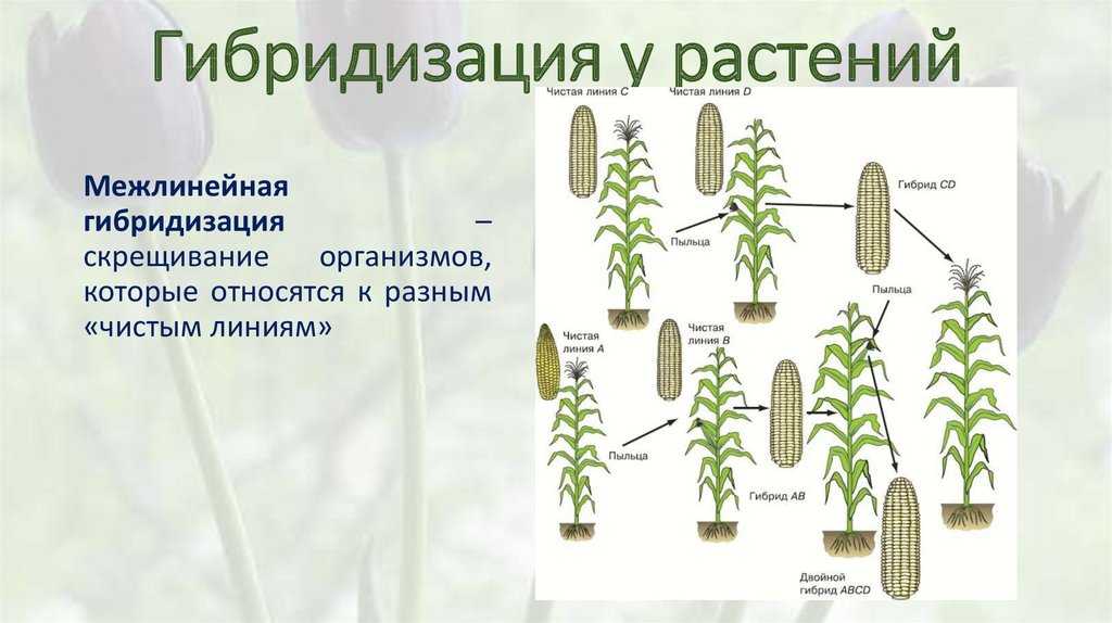 Методы селекции егэ теория