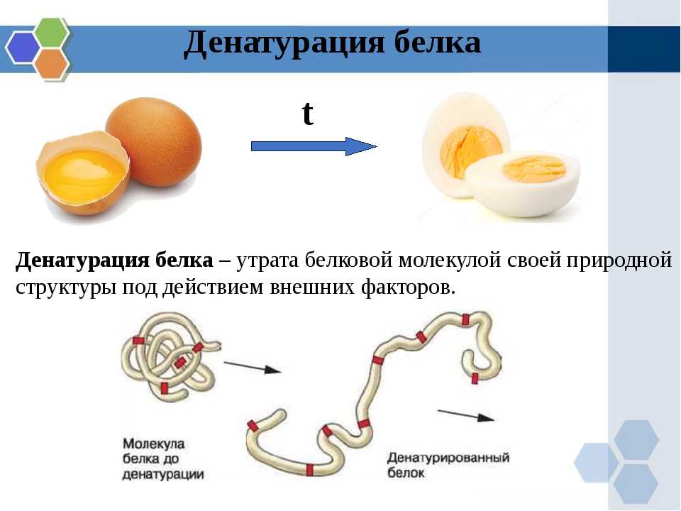 Что такое ренатурация белка?
