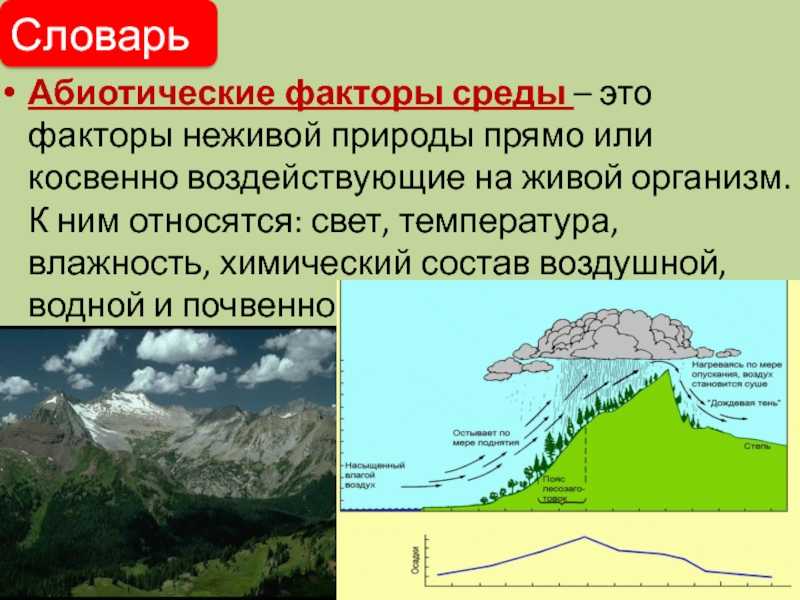 Абиотические  факторы окружающей среды: что они включают в себя